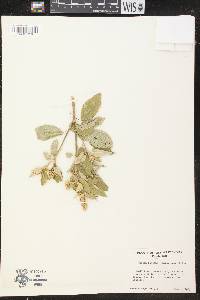Croton rigidus image