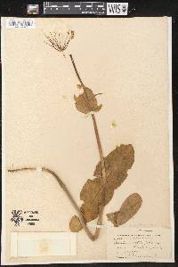 Asclepias amplexicaulis image