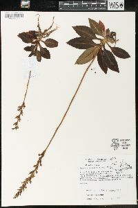 Goodyera oblongifolia image