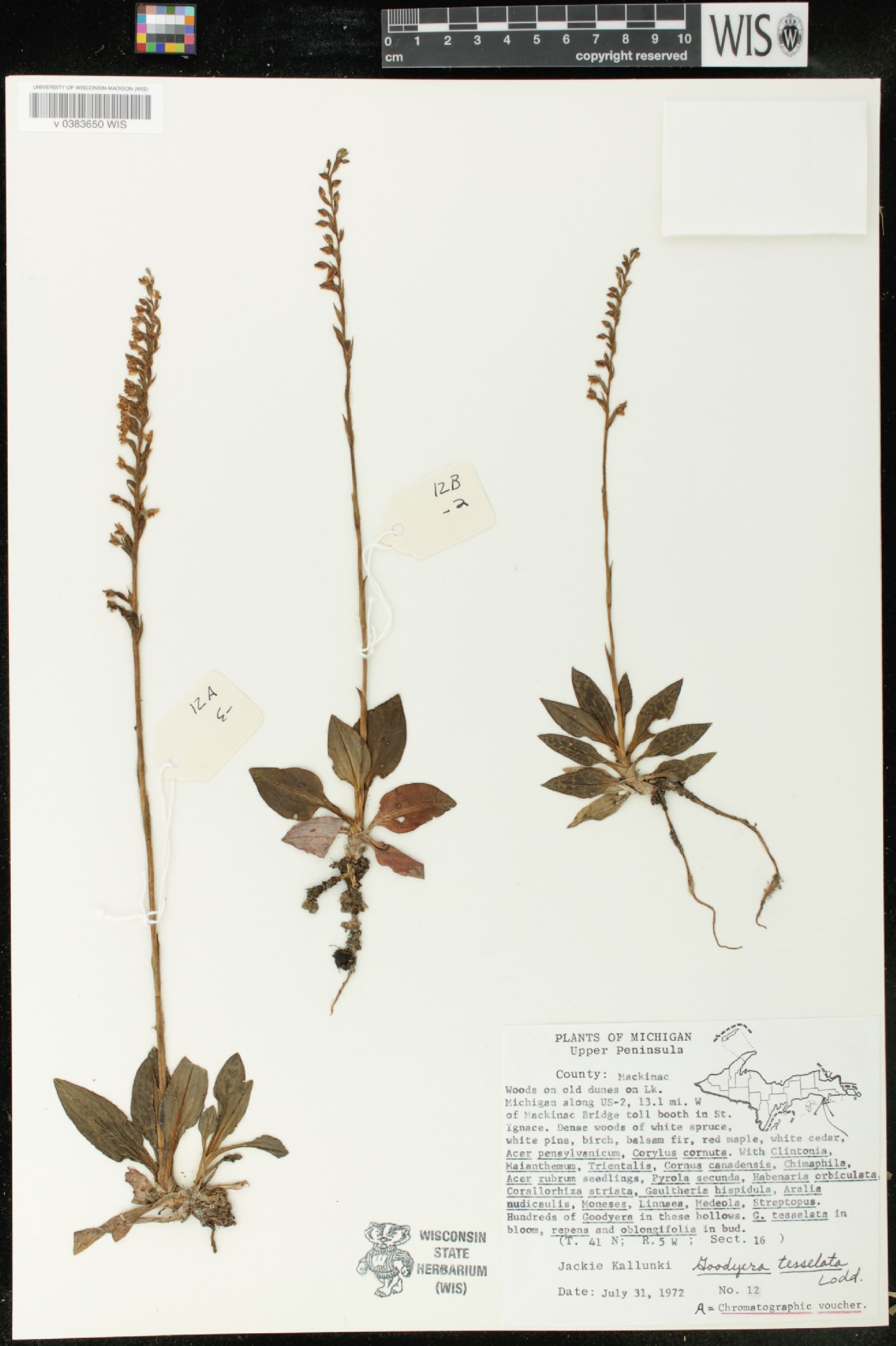 Goodyera tesselata image