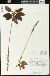 Goodyera oblongifolia image