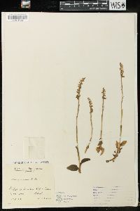 Goodyera repens image