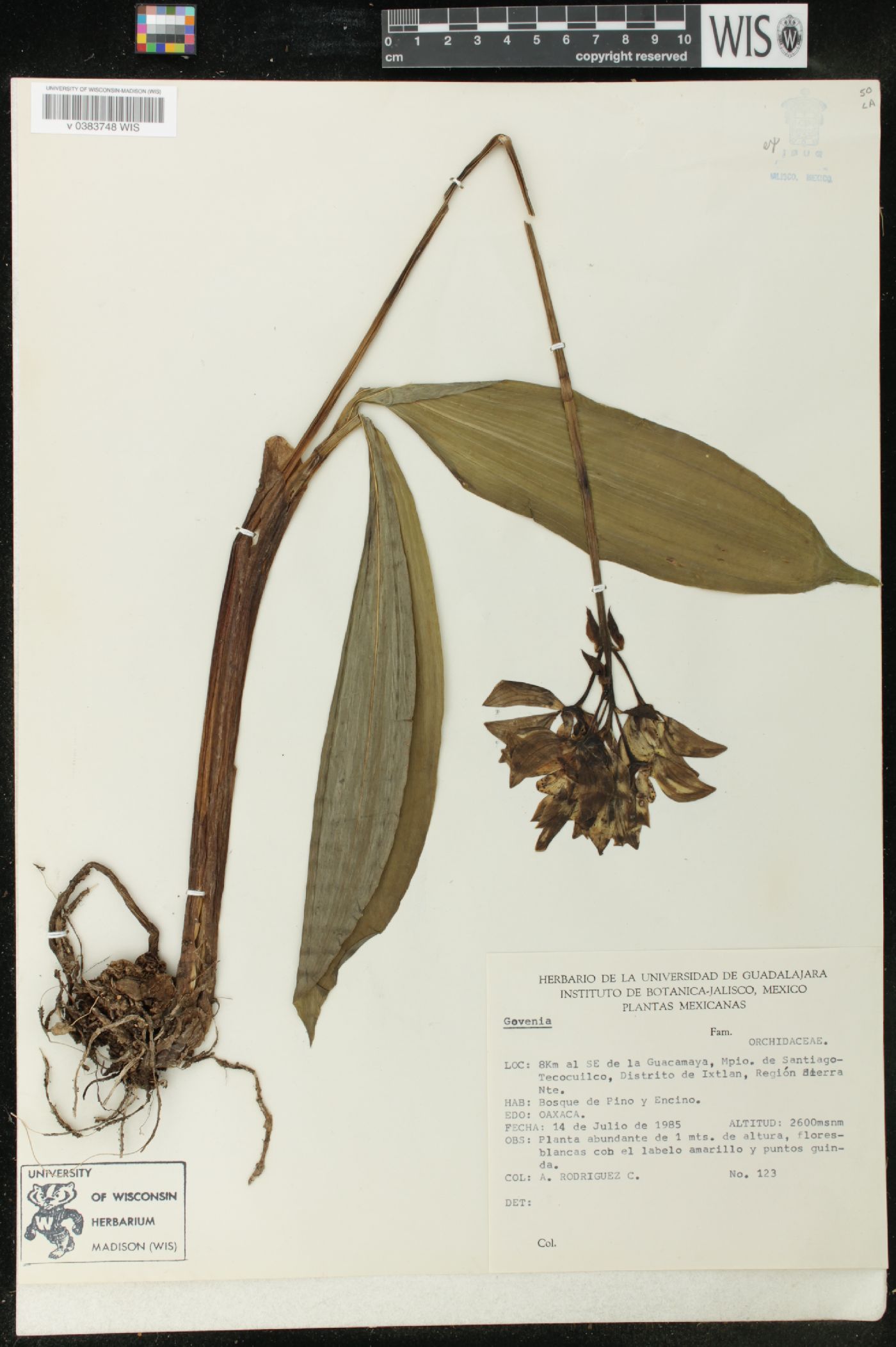 Govenia image