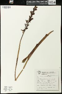 Image of Govenia lagenophora