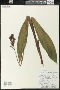 Govenia liliacea image