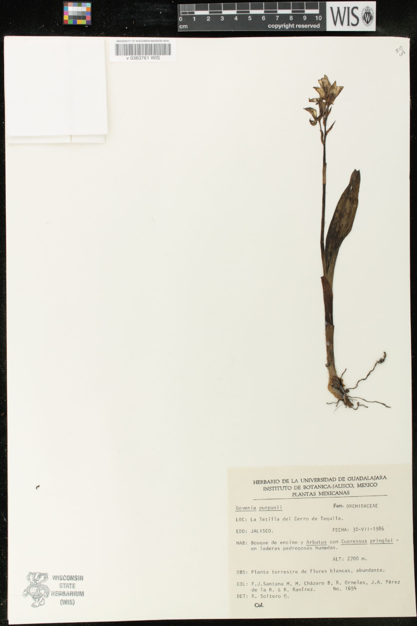 Govenia purpusii image