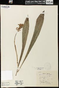 Govenia floridana image