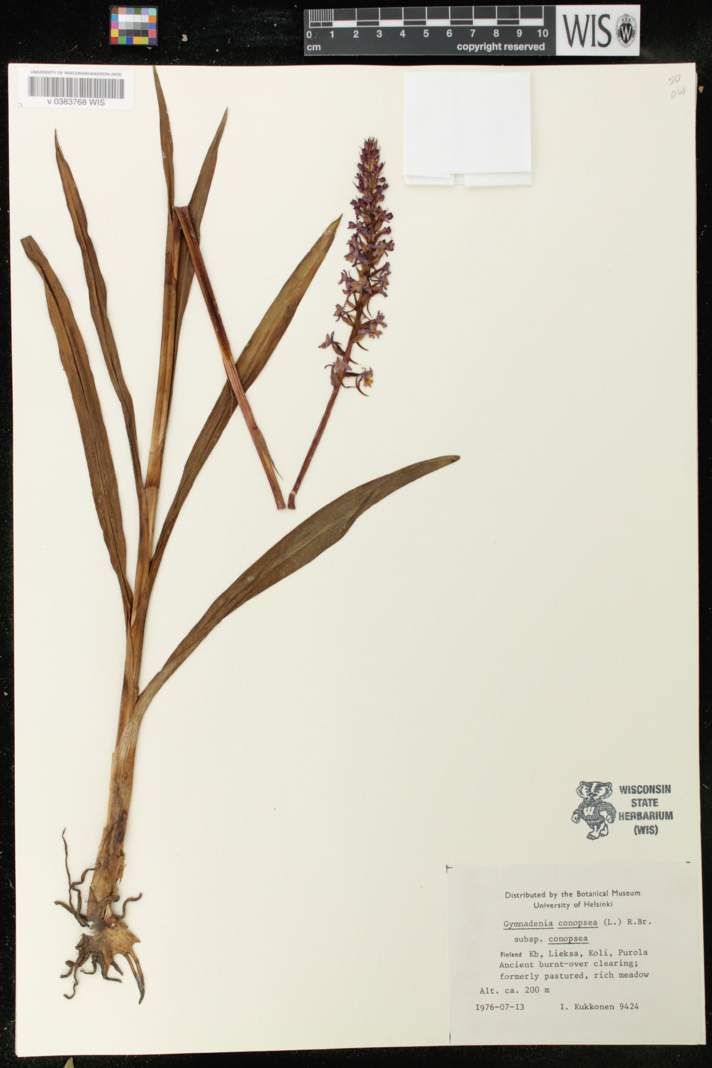 Gymnadenia conopsea subsp. conopsea image