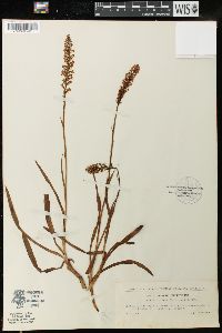 Gymnadenia odoratissima image