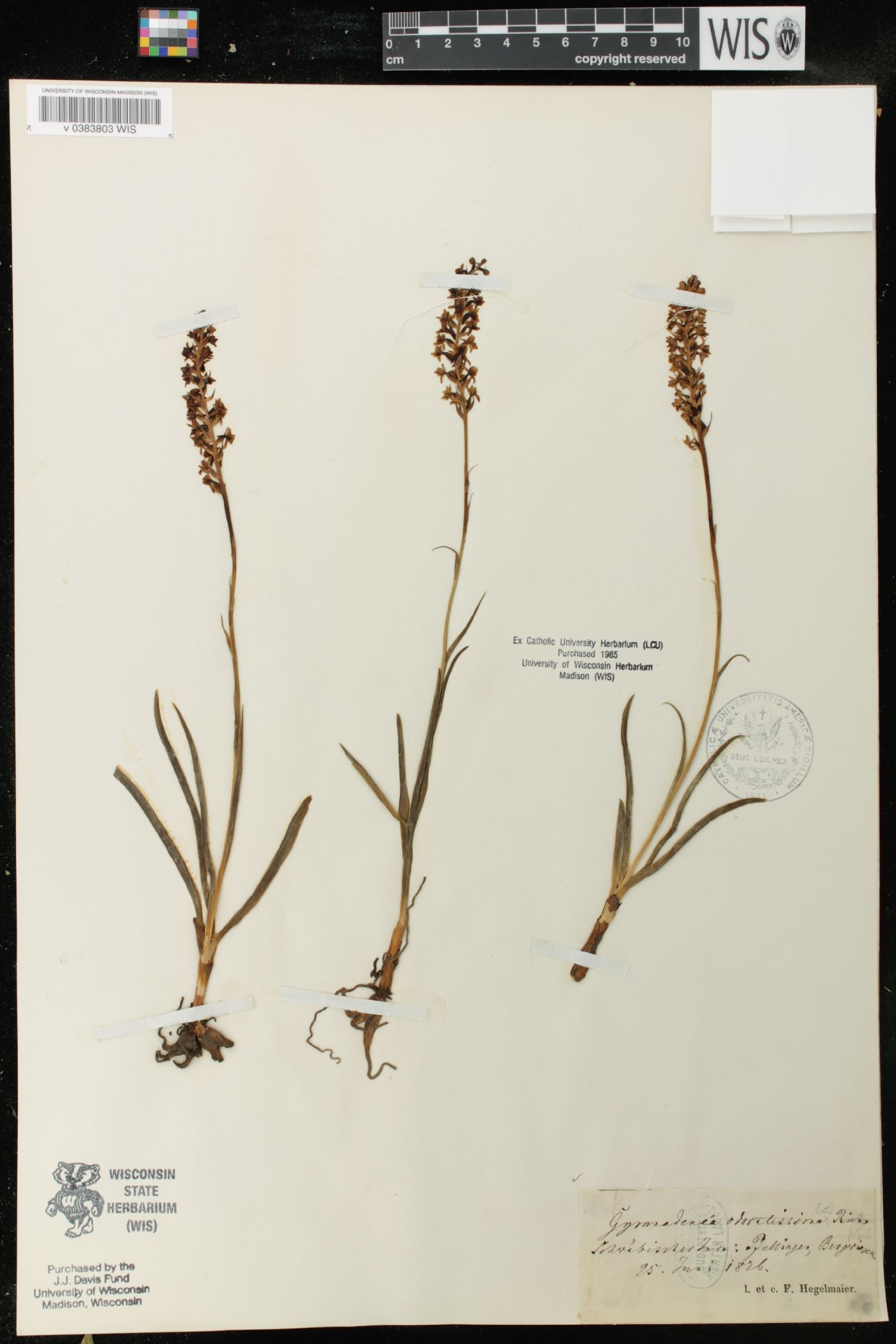 Gymnadenia odoratissima image
