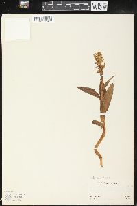 Platanthera dilatata image