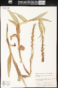 Platanthera dilatata image