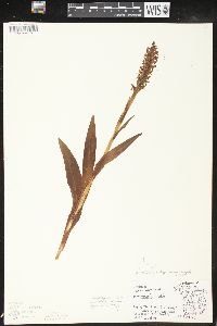 Platanthera dilatata image