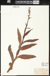 Platanthera dilatata image