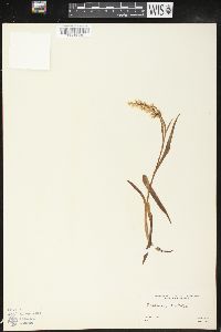 Platanthera dilatata image