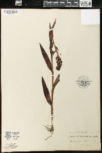 Habenaria quinqueseta image