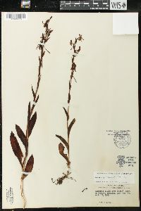 Habenaria quinqueseta image