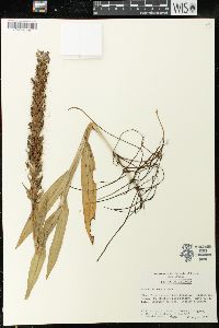 Habenaria repens image