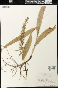 Habenaria repens image