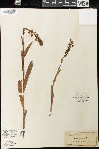 Habenaria repens image