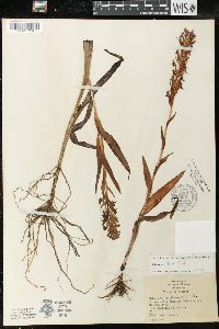 Habenaria repens image