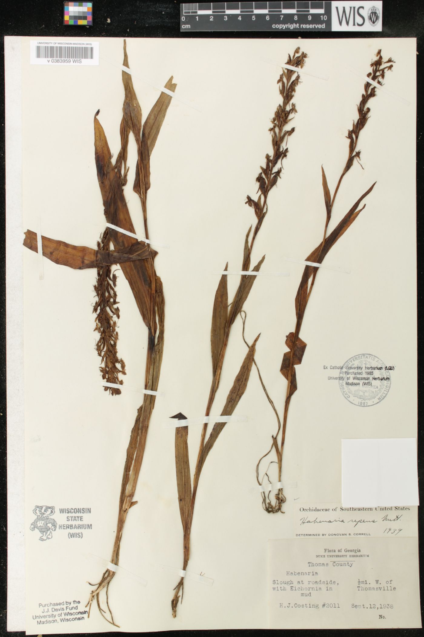 Habenaria repens image