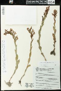 Habenaria entomantha image