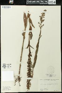 Habenaria odontopetala image