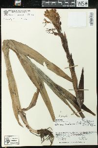 Habenaria pringlei image