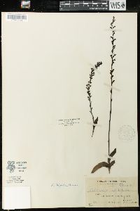 Image of Peristylus monticola