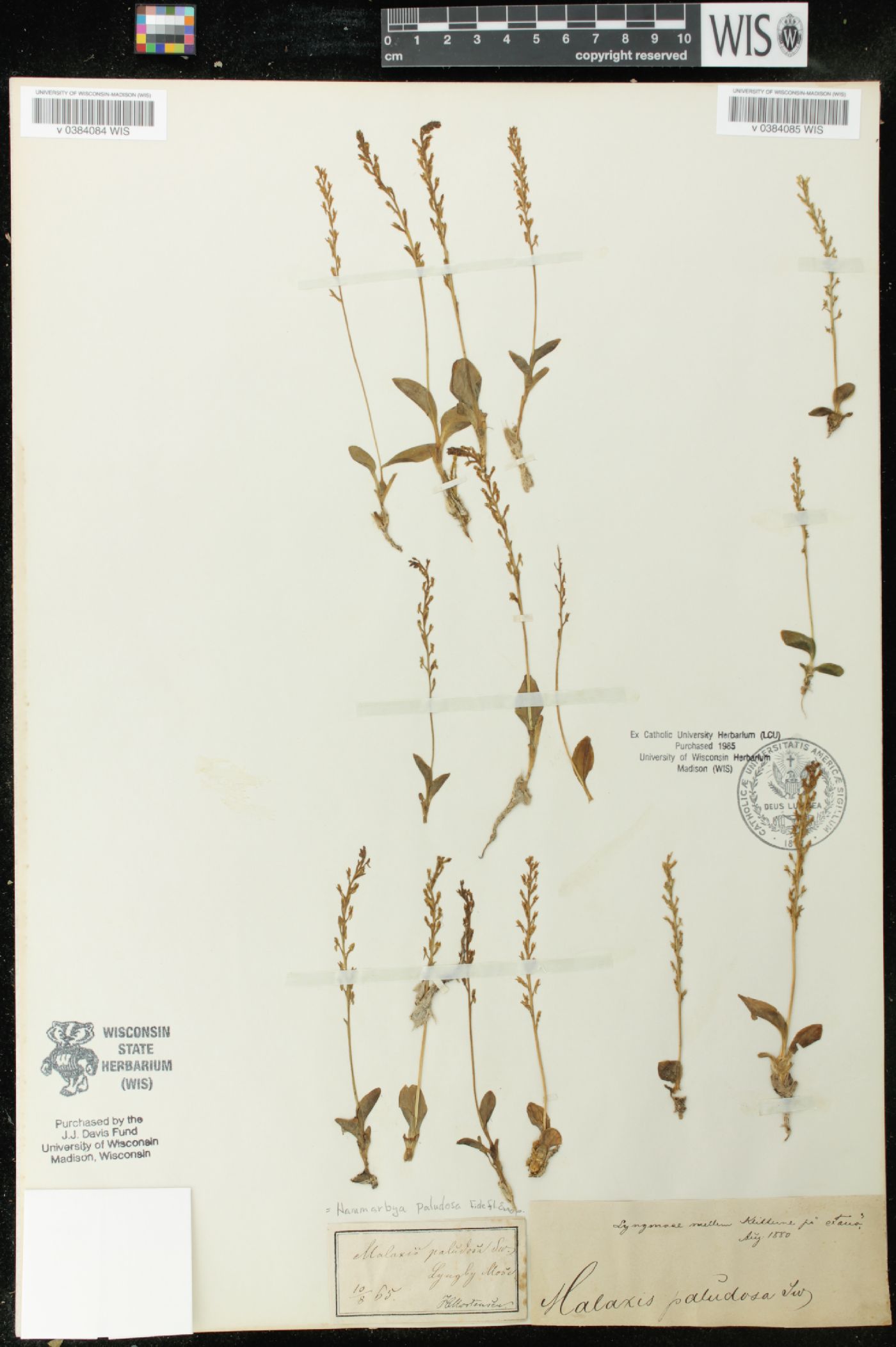 Malaxis paludosa image