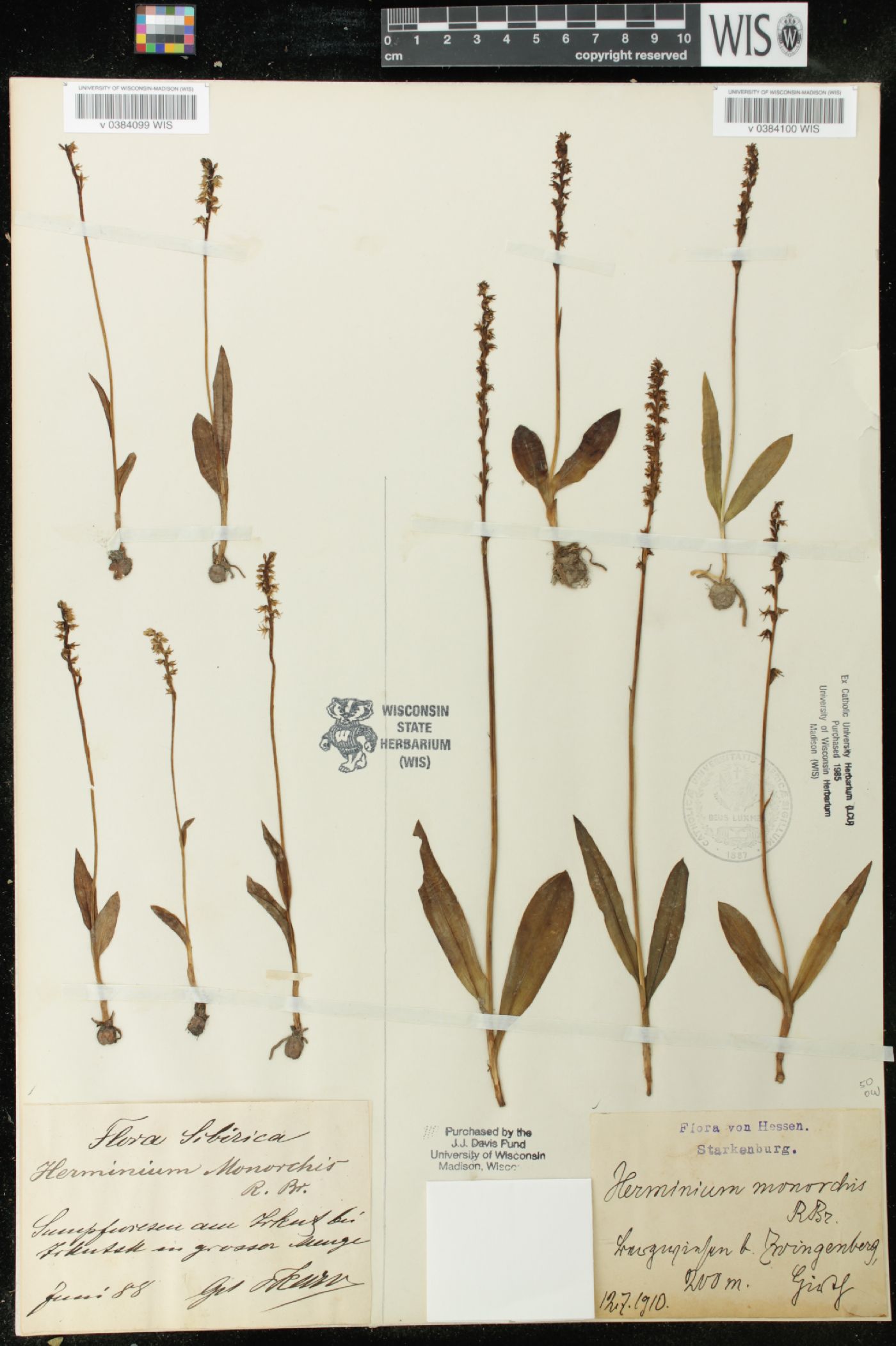 Herminium monorchis image