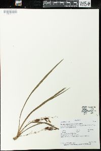 Image of Koellensteinia graminea