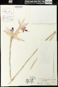 Laelia anceps image