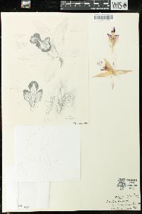 Laelia anceps image