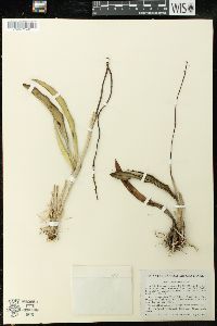 Cattleya crispata image