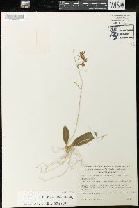 Leochilus carinatus image