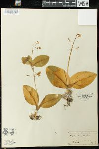 Liparis liliifolia image