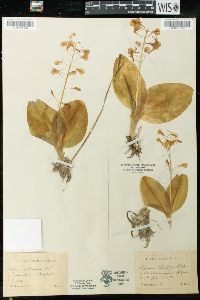 Liparis liliifolia image