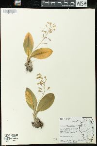 Liparis liliifolia image