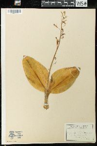 Liparis liliifolia image