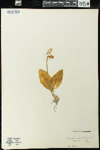 Liparis liliifolia image