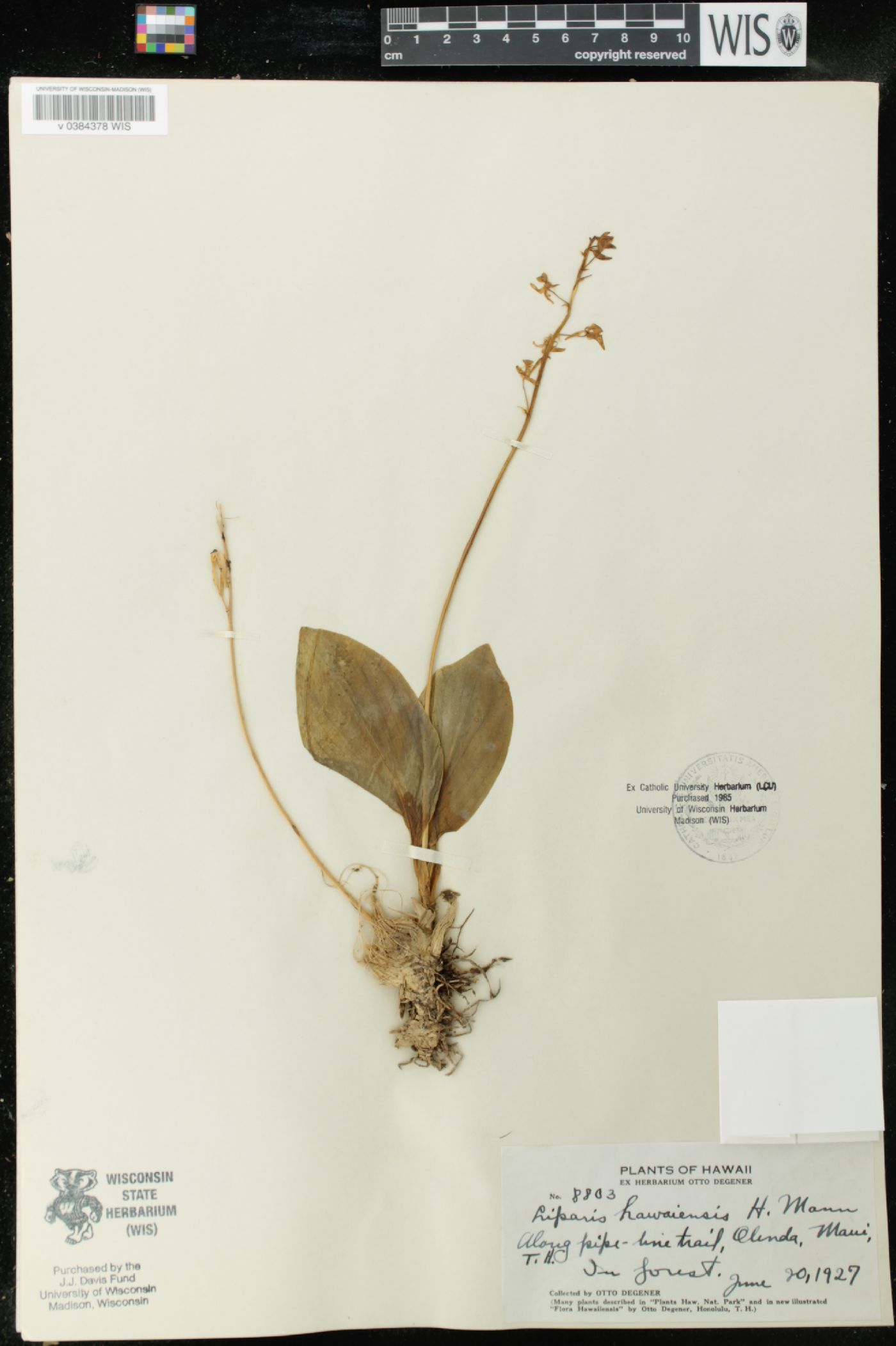 Liparis hawaiensis image