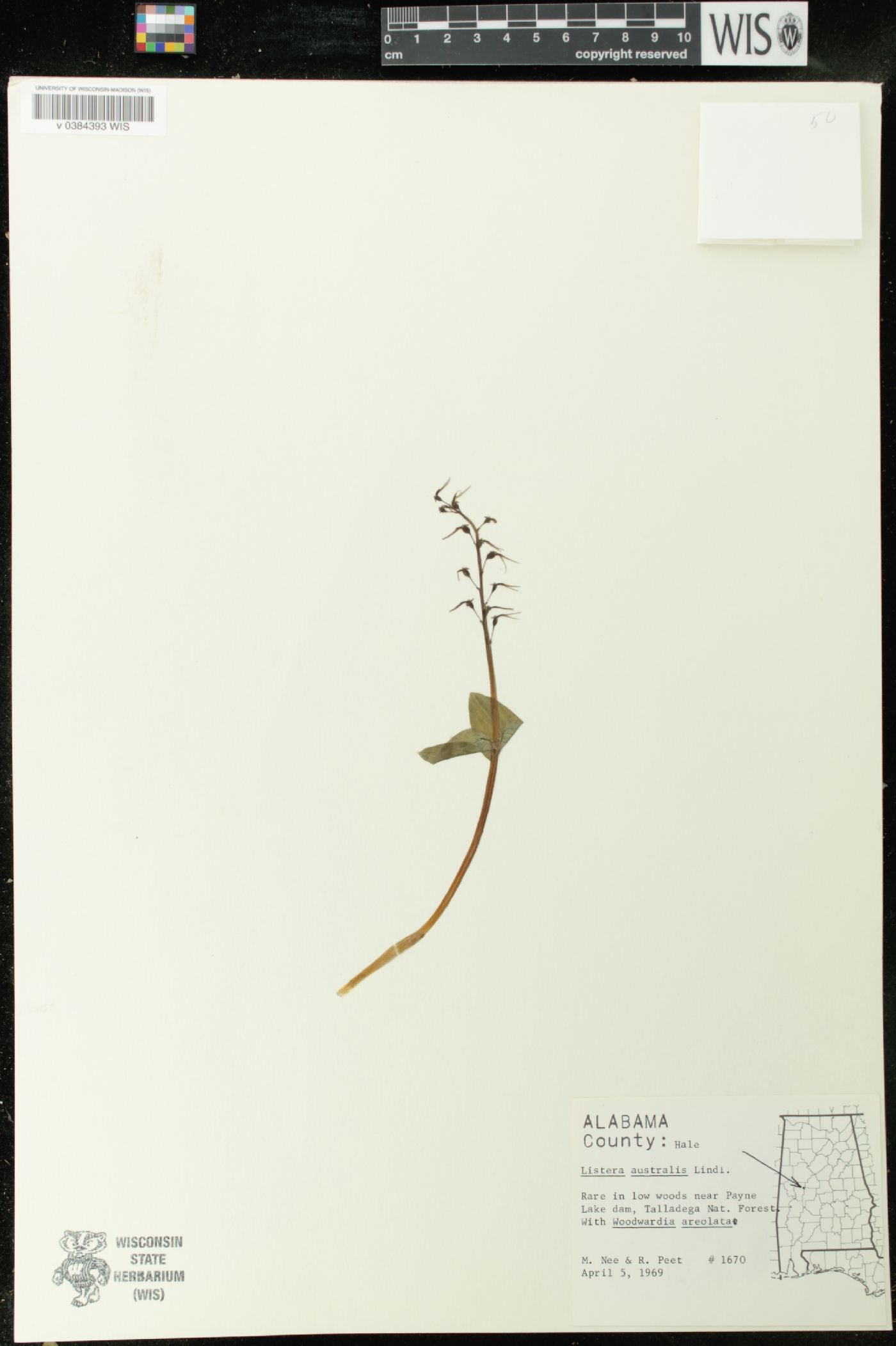 Listera australis image