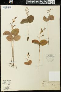 Listera convallarioides image