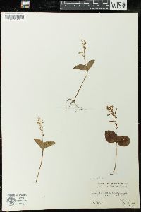 Listera convallarioides image