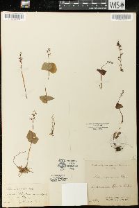 Listera cordata image