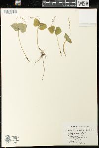 Listera cordata image