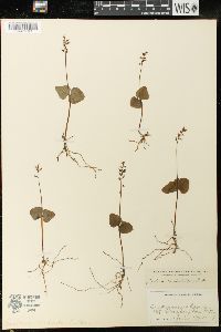 Listera cordata image