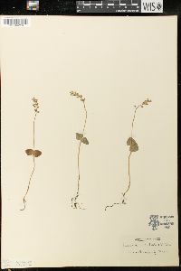 Listera cordata image